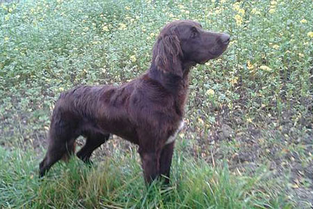 Alegra von der Hutteneiche