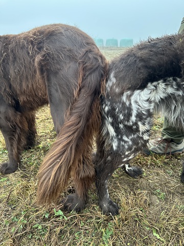 Deckakt Hanni x Eiko